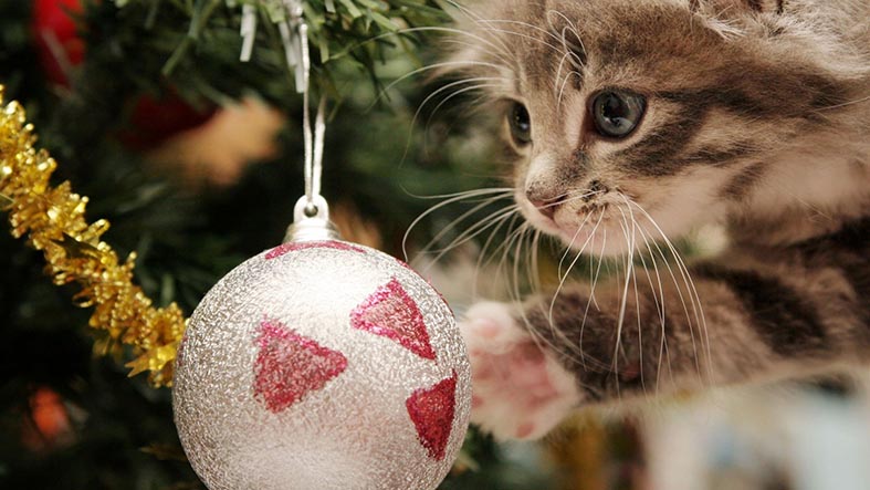 Новогодний кот